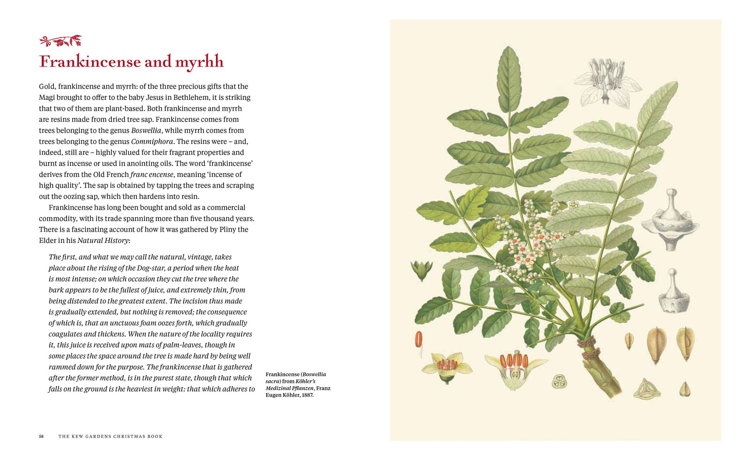 Kew Gardens Christmas Book (HB)