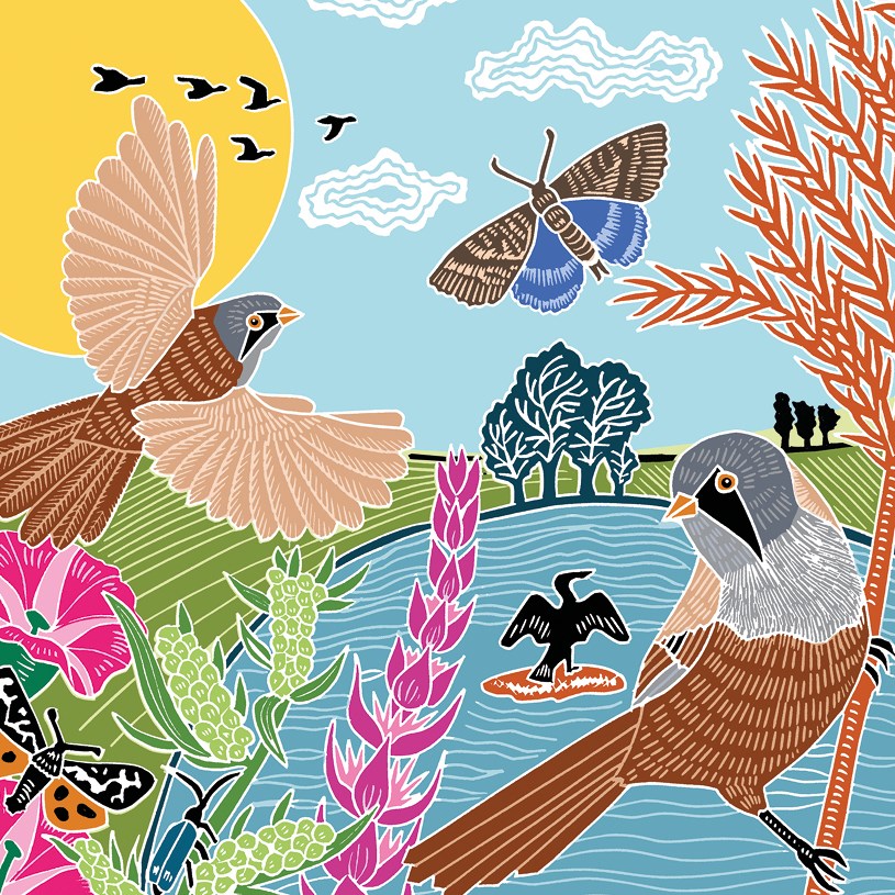 Bearded Tits & Cormorant