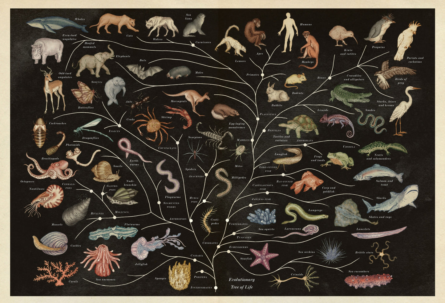 Animalium