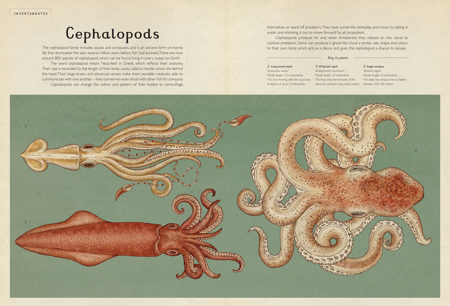 Animalium