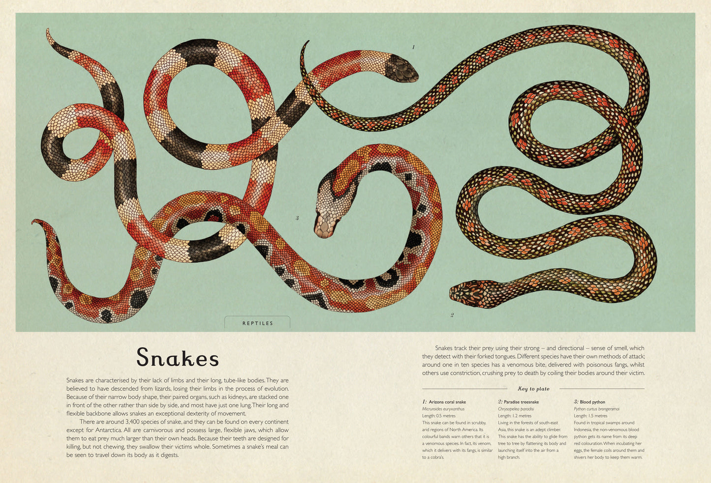 Animalium