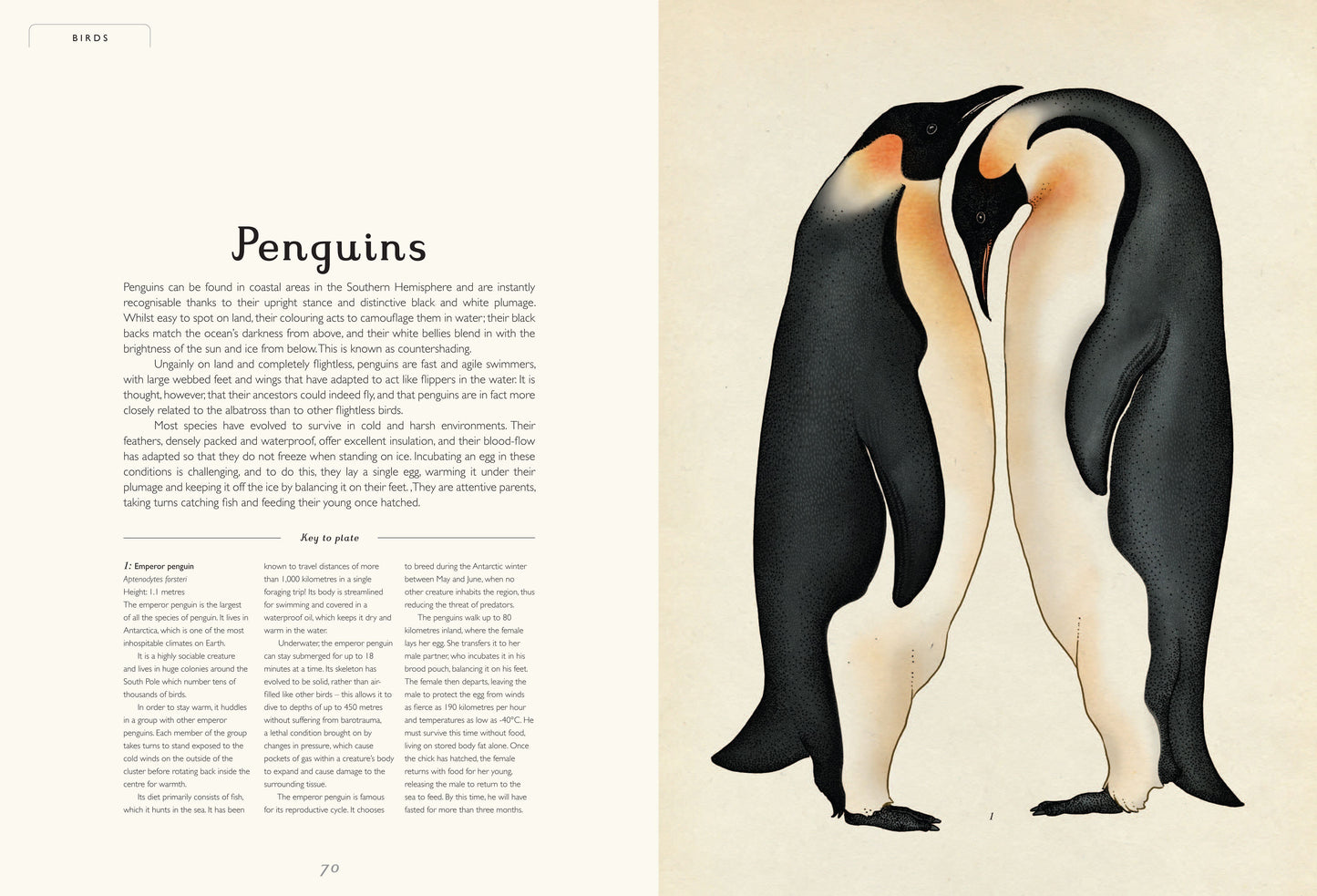 Animalium