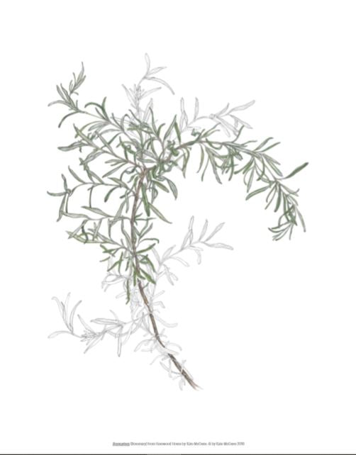 Kate McGuire: Prints - 4 designs