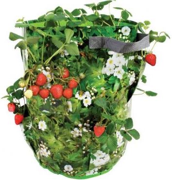 Strawberry Planter