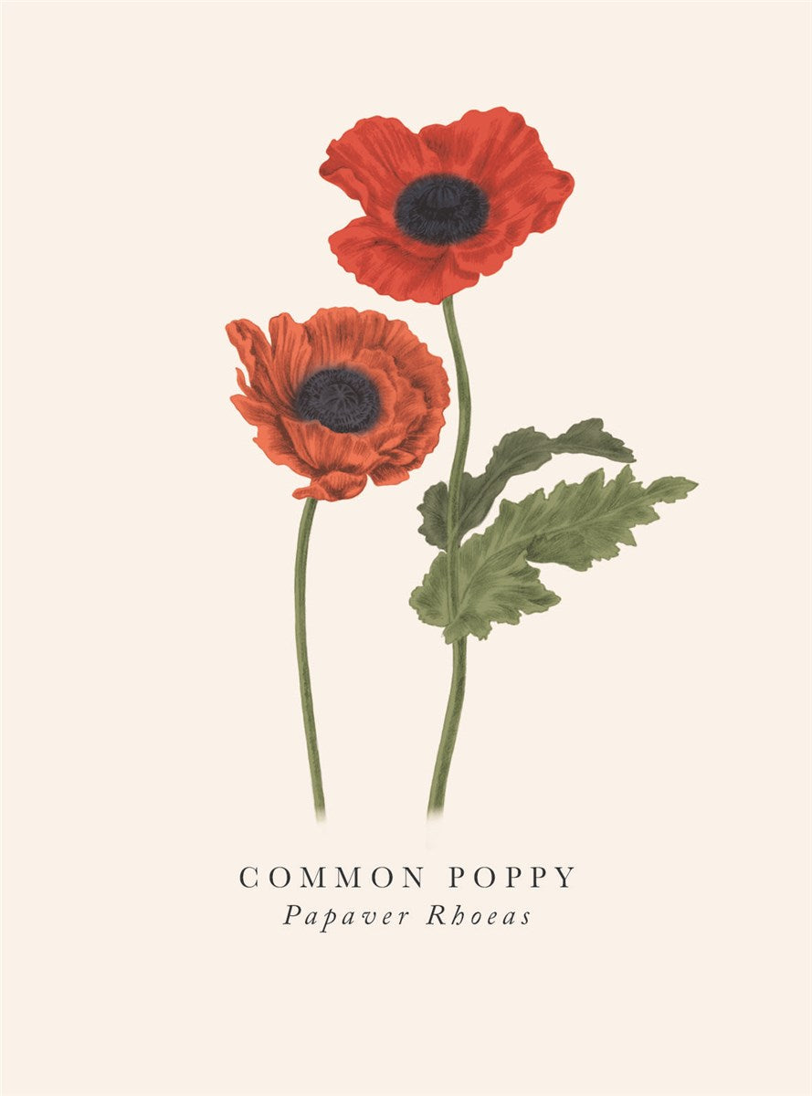 Common Poppy