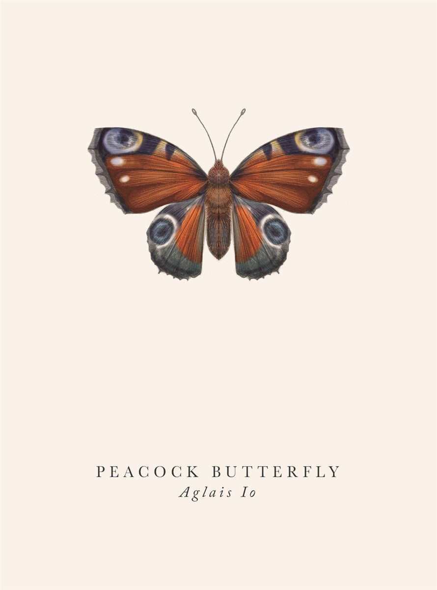 Peacock Butterfly Card