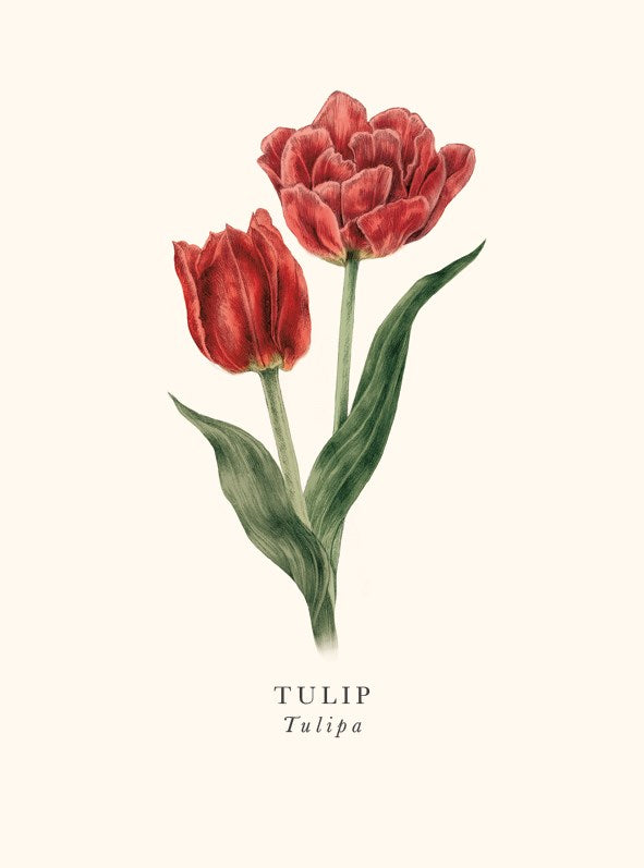 Tulips Card