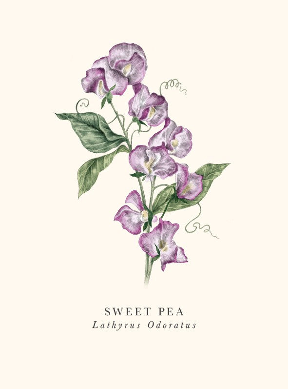 Sweet Pea Card