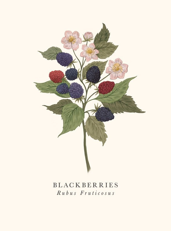 Blackberries Card