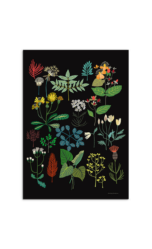 Plant Study - A3 Print - Brie Harrison