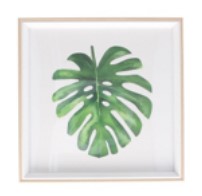 Framed Print Small - Monstera Leaf
