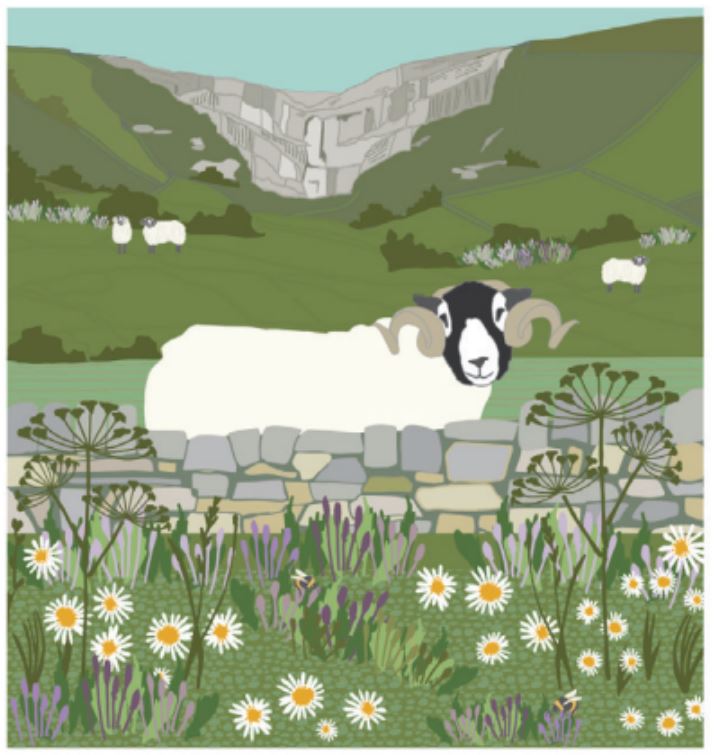 Sheep by the Cove - SS10