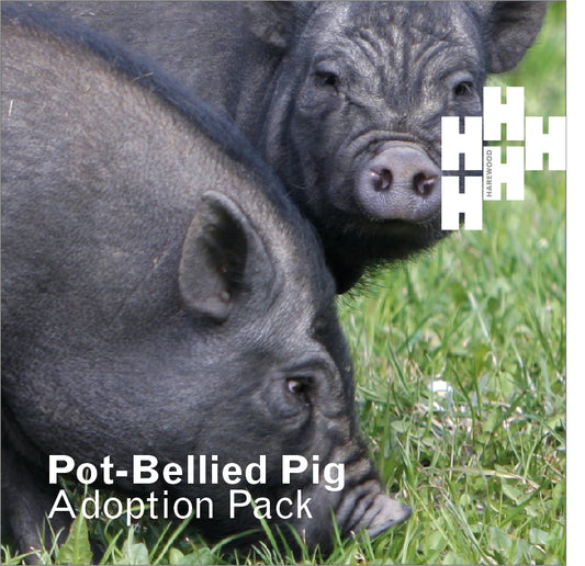 Adopt a Harewood Pot Bellied Pig (Digital Gift)