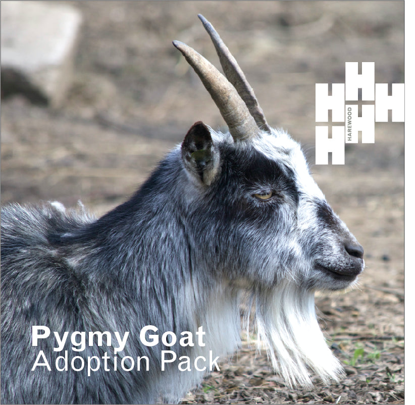 Adopt a Harewood Pygmy Goat (Digital Gift)