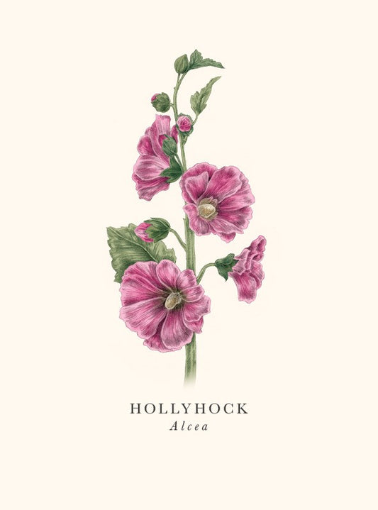 Hollyhock Card