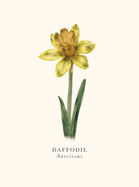Daffodil Card